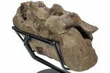 Hadrosaur (Brachylophosaurus?) Sacrum w/ Metal Stand - Montana #227751-5